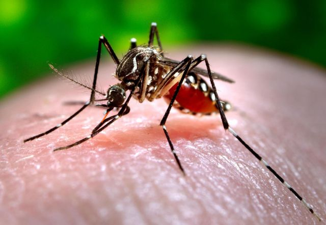 dengue.jpg