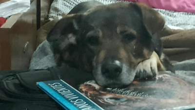 Buscan de forma desesperada a Stive, un perro que padece cáncer