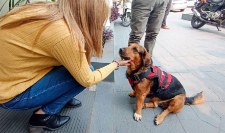 perrito.jpg