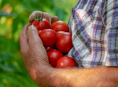 tomate.jpg