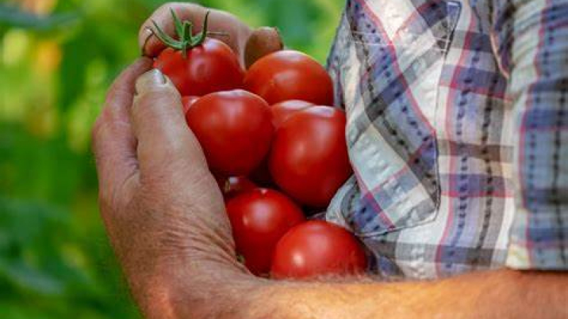 Con tecnología y modelos matemáticos estudian la adaptación de la planta de tomate al cambio climático
