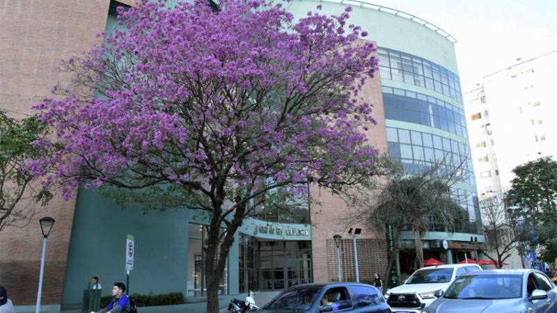 Árboles de Resistencia