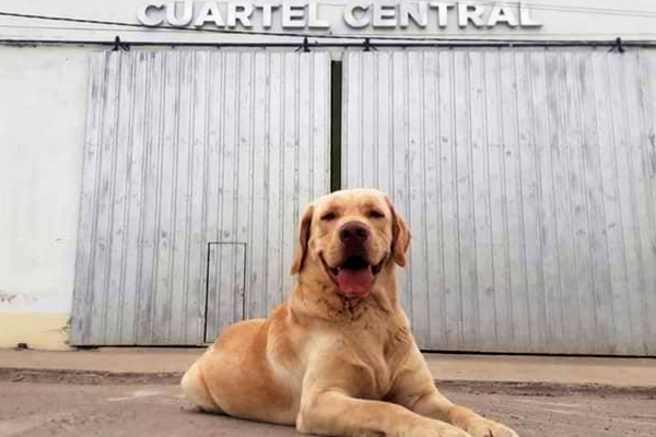 Adiós a Tupac, el primer perro rescatista de Quitilipi