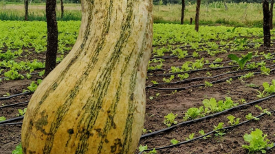 La horticultura chaqueña tiene su FODA