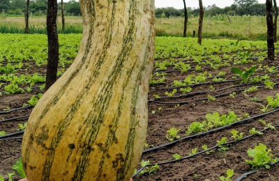 La horticultura chaqueña tiene su FODA