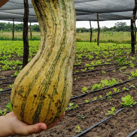 frutihorticultura.jpg