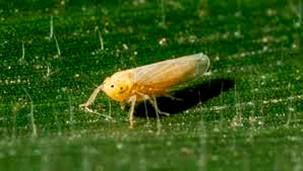 chicharrita-africana.jpg