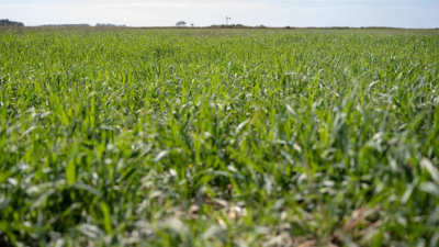 El INTA produce avena apta para celíacos