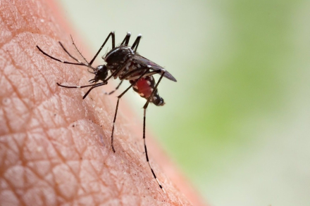 mosquito2.jpg