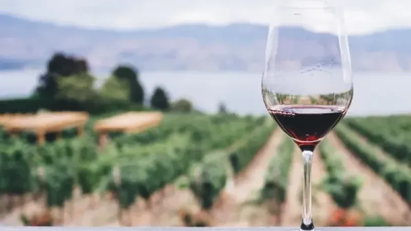 Hoy se celebra el Día Nacional del Vino