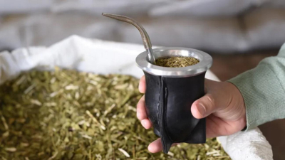 Desarrollan nuevas variedades de yerba mate con mayor rendimiento y adaptación