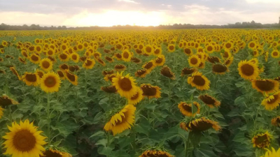 Buenas perspectivas para el girasol chaqueño