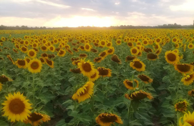 Buenas perspectivas para el girasol chaqueño