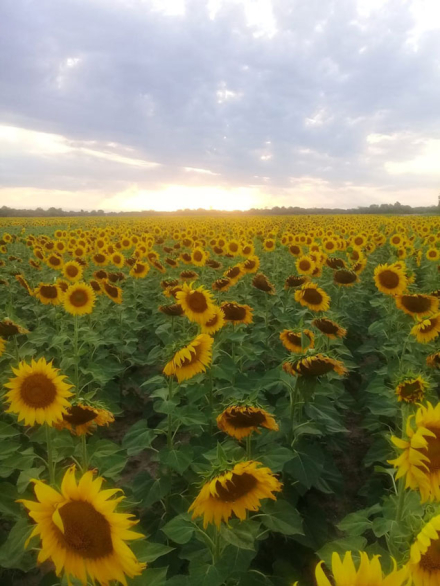 Girasol-de-tapa.jpg