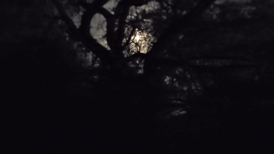 Paseo nocturno por el monte