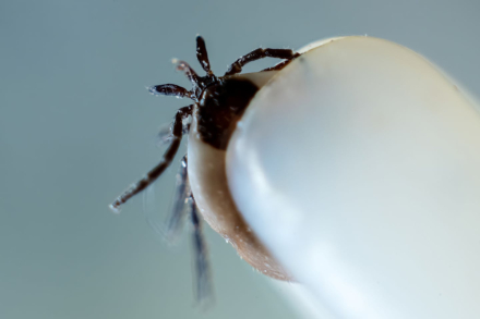 tick.jpg