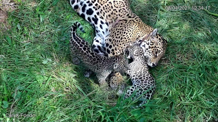 0 - Takajay y Nalá crecieron en El Impenetrable bajo el cuidado de su madre Tania - Fundación Rewilding Argentina - .jpg