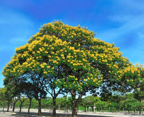 ivira pita arbol.jpg