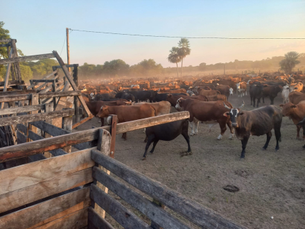 vacas.jpg