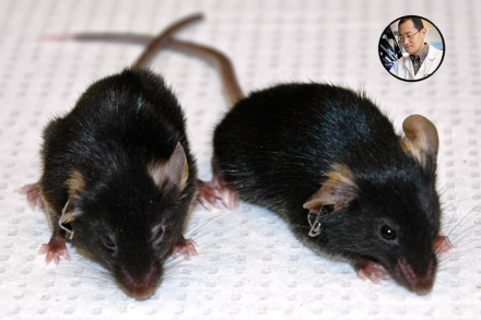 rejuvenecimiento in vivo.jpg