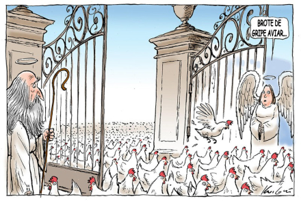 brid flu2.jpg