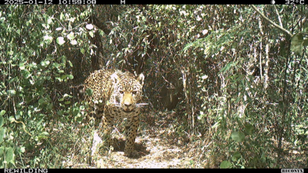 Yaguareté - Mini - El Impenetrable - Fundación Rewilding Argentina 2025-03-20 a la(s) 15.46.52.png