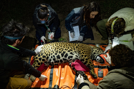 Captura yaguareté Arandú - Iberá Junio 2023 - Sebastián Navajas - Fundación Rewilding Argentina -05178.jpg