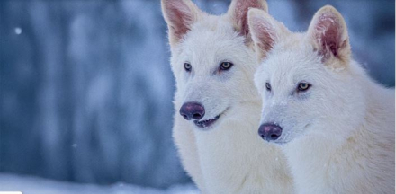 lobos extintos.JPG