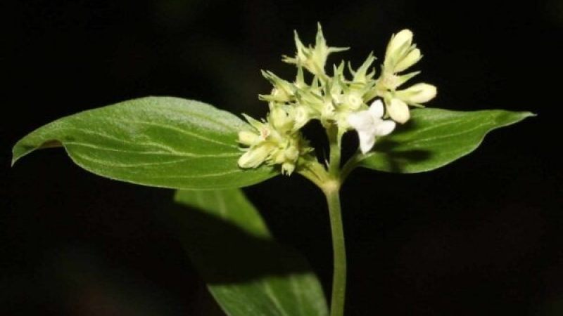 Becaria de la UNNE reclasifica especie botánica sudamericana tras años de confusión
