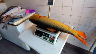 Poca oferta y suba de precios, la actualidad del pescado
