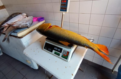 Poca oferta y suba de precios, la actualidad del pescado