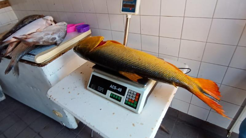 Poca oferta y suba de precios, la actualidad del pescado