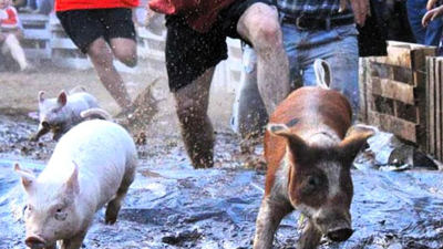 El chancho enjabonado y otros juegos preocupan a proteccionistas