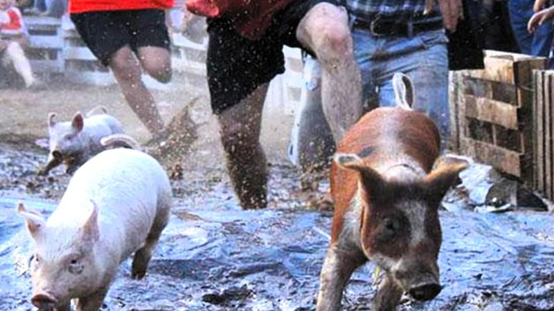 El chancho enjabonado y otros juegos preocupan a proteccionistas