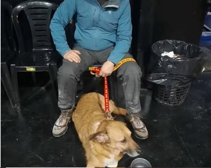 perro Eternauta 1.JPG