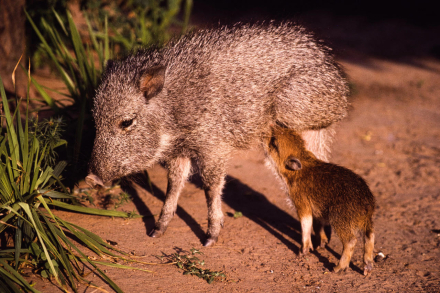 El-quimilero-es-una-especie-endemica-del-Chaco-seco-que-esta-amenazada-y-podria-desaparecer-en-menos-de-30-anos-Foto-Andrew-Taber.jpg