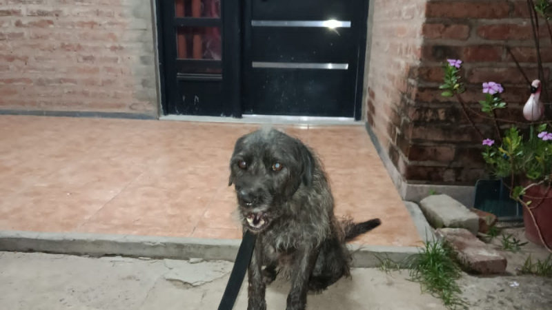 Buscan un hogar para Moro, un perro con amor para dar y necesidad de un nuevo comienzo