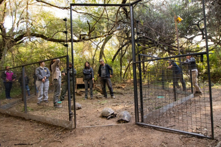 Reintroducción tortuga PNEI.jpg