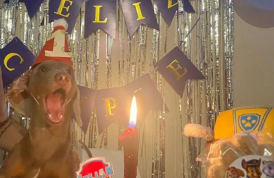 Un servicio que sale de lo común: crea tortas de cumpleaños para mascotas