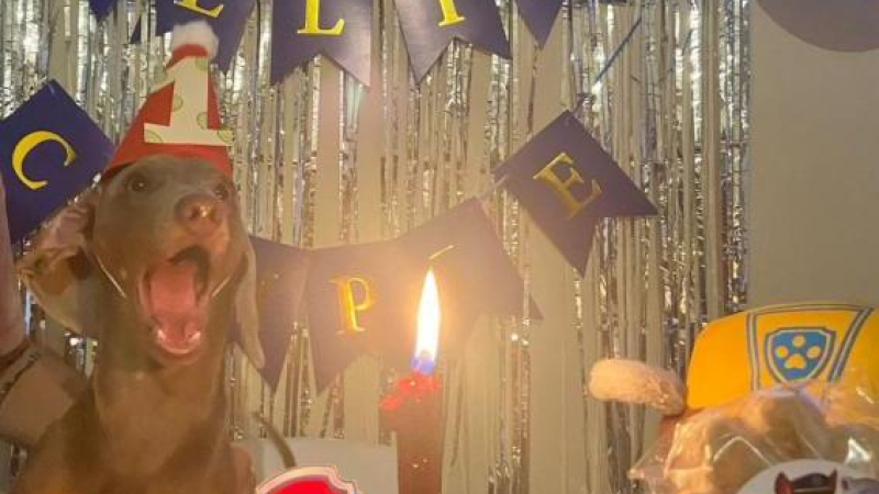 Un servicio que sale de lo común: crea tortas de cumpleaños para mascotas