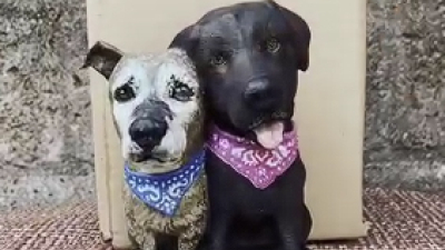 Esculturas de mascotas fallecidas: el taller santafesino que ayuda a sanar el duelo