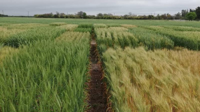 El Chaco no alcanzó las expectativas de la superficie triguera