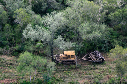 Desmontes Chaco 07 © Martin Katz _ Greenpeace.jpg