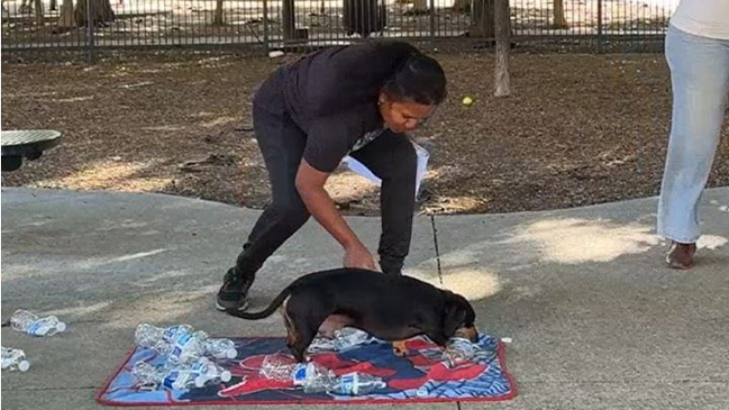 Jerry, el perro salchicha que conquistó un Récord Guinness destapando botellas