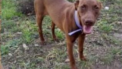 Buscan a la familia de una perrita que apareció en el complejo Malvinas