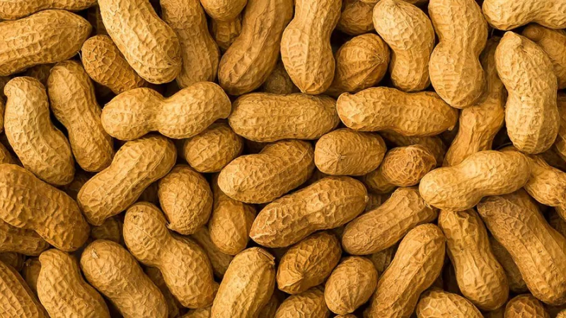 La Argentina es líder mundial en exportación de maní