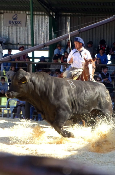 toro9.jpg