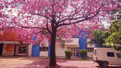 La flor del lapacho embellece Resistencia