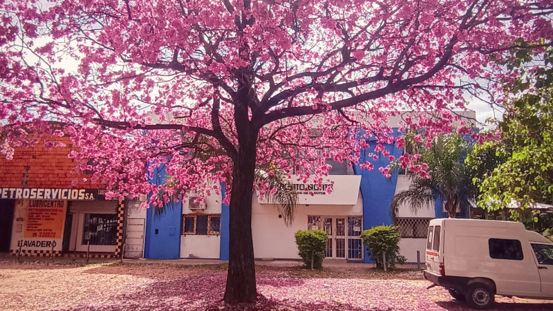 La flor del lapacho embellece Resistencia