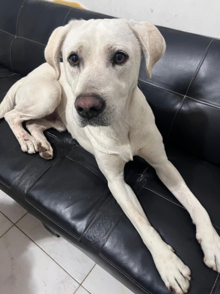 perro perdido.jpg